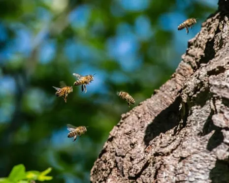 Why Saving Honeybees Could Negatively Affect Wild Pollinators